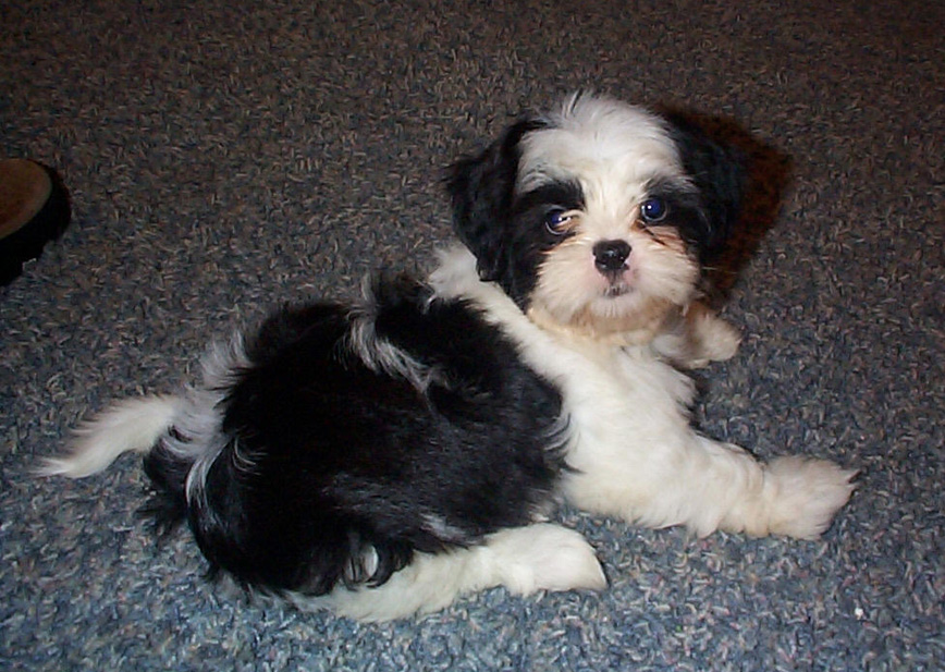 Bramble as a puppy.